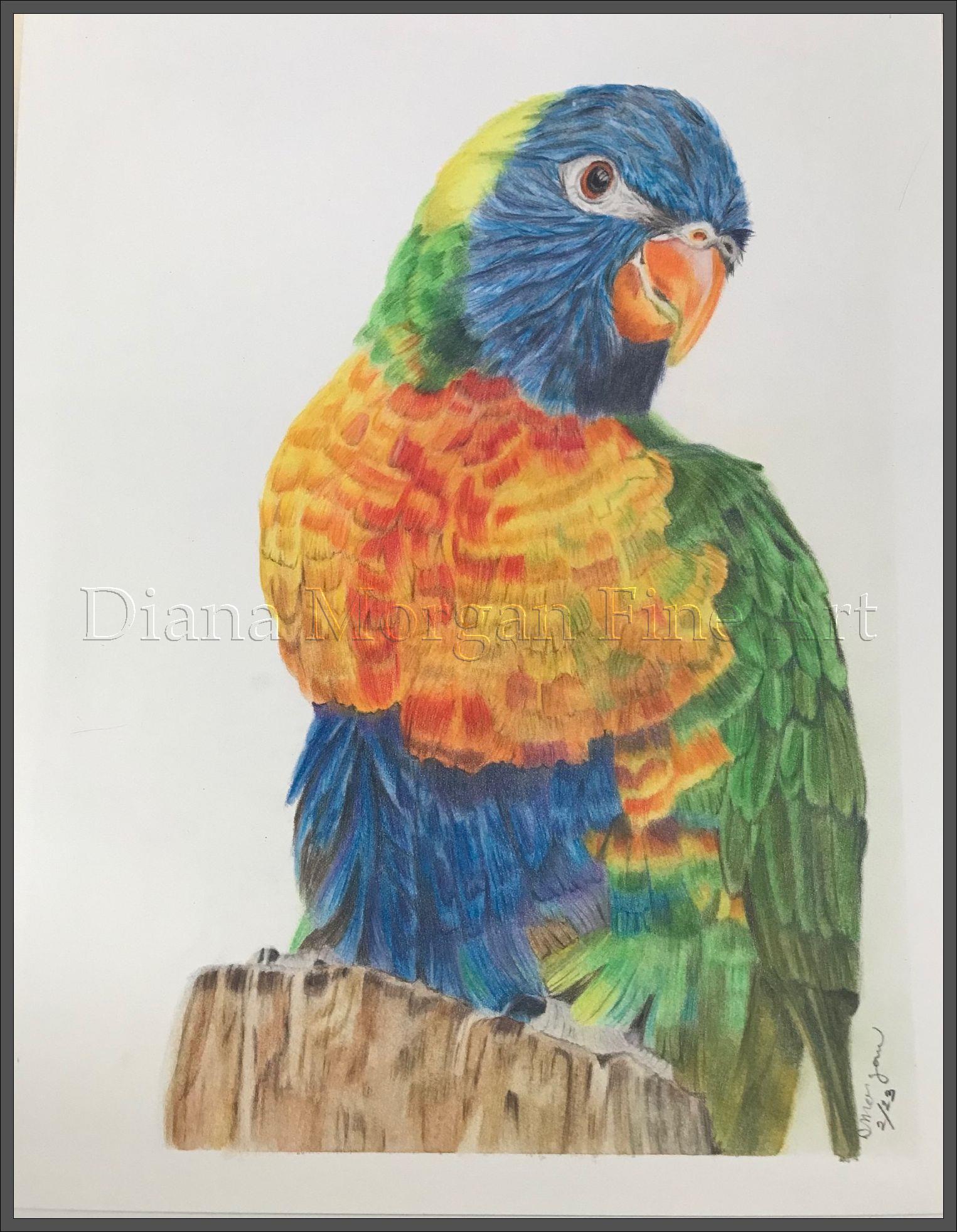 Treat Treat Lorikeet